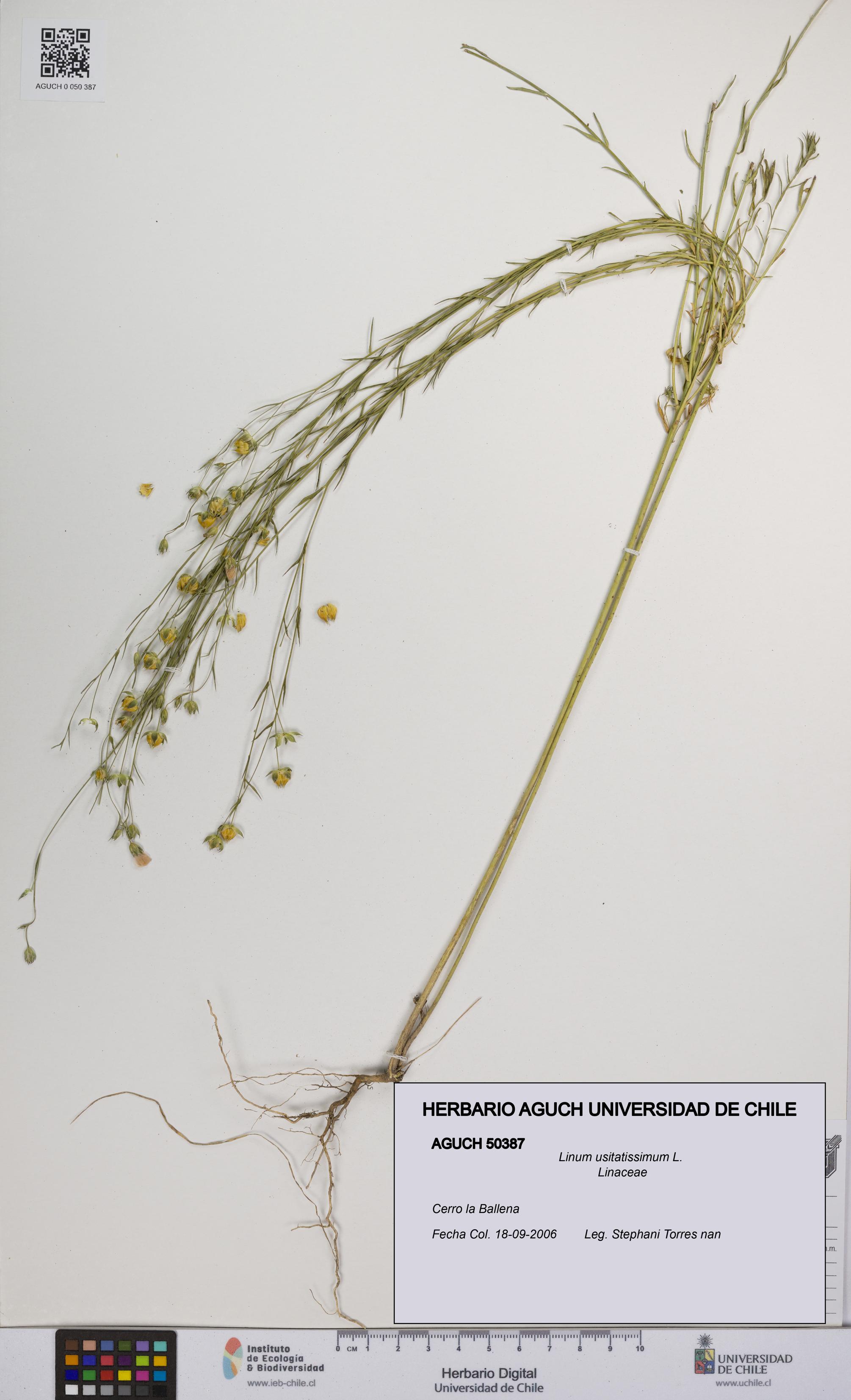 Linum usitatissimum [Espécimen: UCH:AGUCH:0050387]