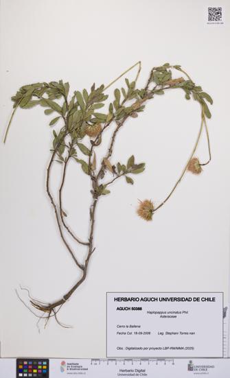 Haplopappus uncinatus [Espécimen: UCH:AGUCH:0050388]