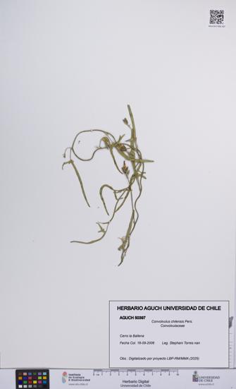 Convolvulus chilensis [Espécimen: UCH:AGUCH:0050397]