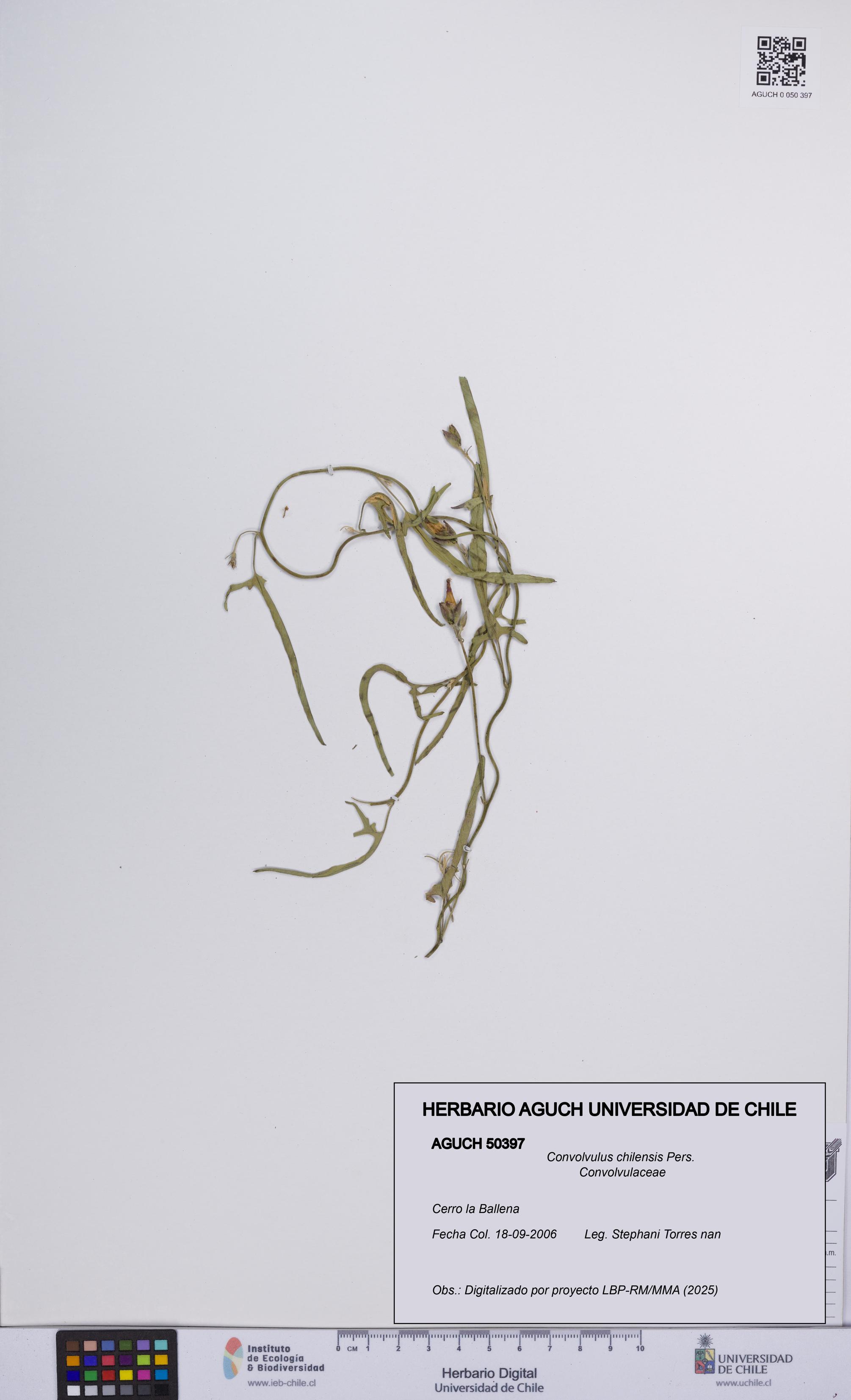 Convolvulus chilensis [Espécimen: UCH:AGUCH:0050397]