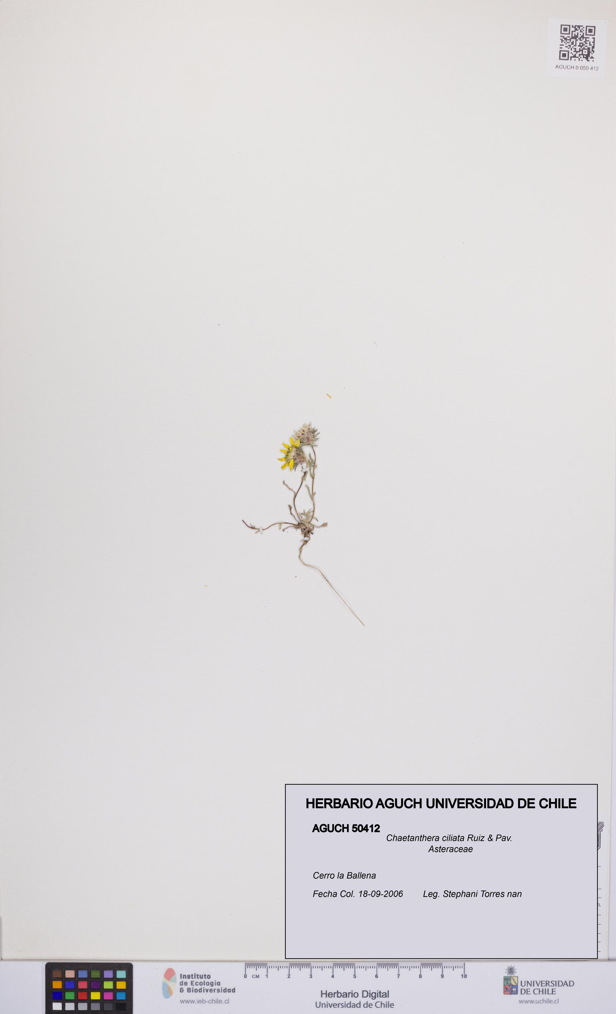 Chaetanthera ciliata [Espécimen: UCH:AGUCH:0050412]