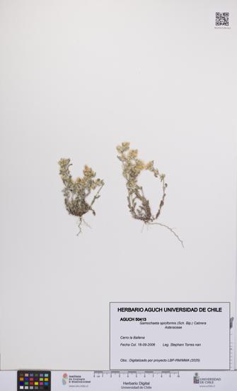 Gamochaeta spiciformis [Espécimen: UCH:AGUCH:0050413]