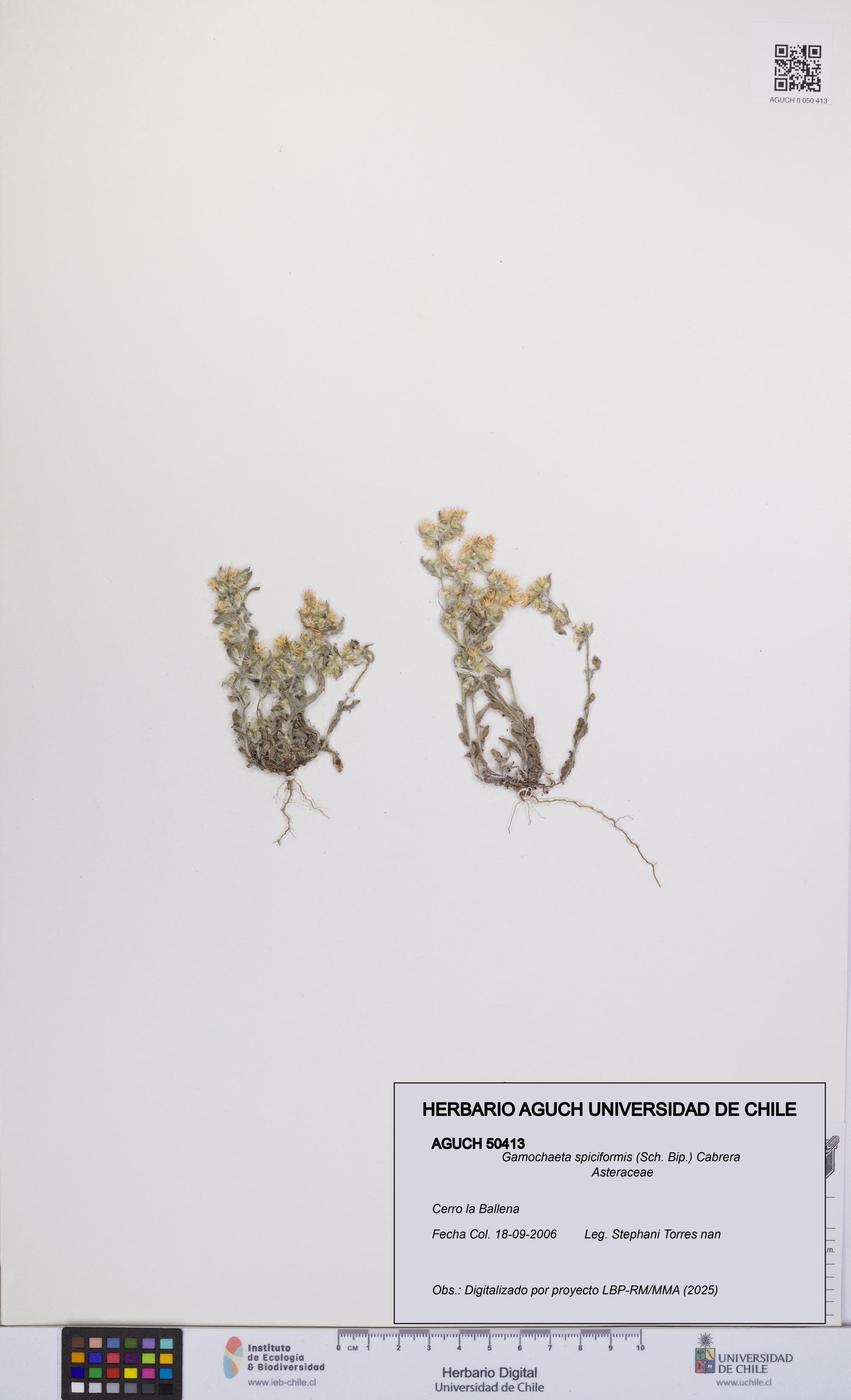 Gamochaeta spiciformis [Espécimen: UCH:AGUCH:0050413]