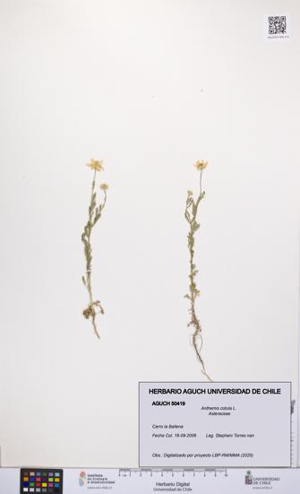 Anthemis cotula [Espécimen: UCH:AGUCH:0050419]