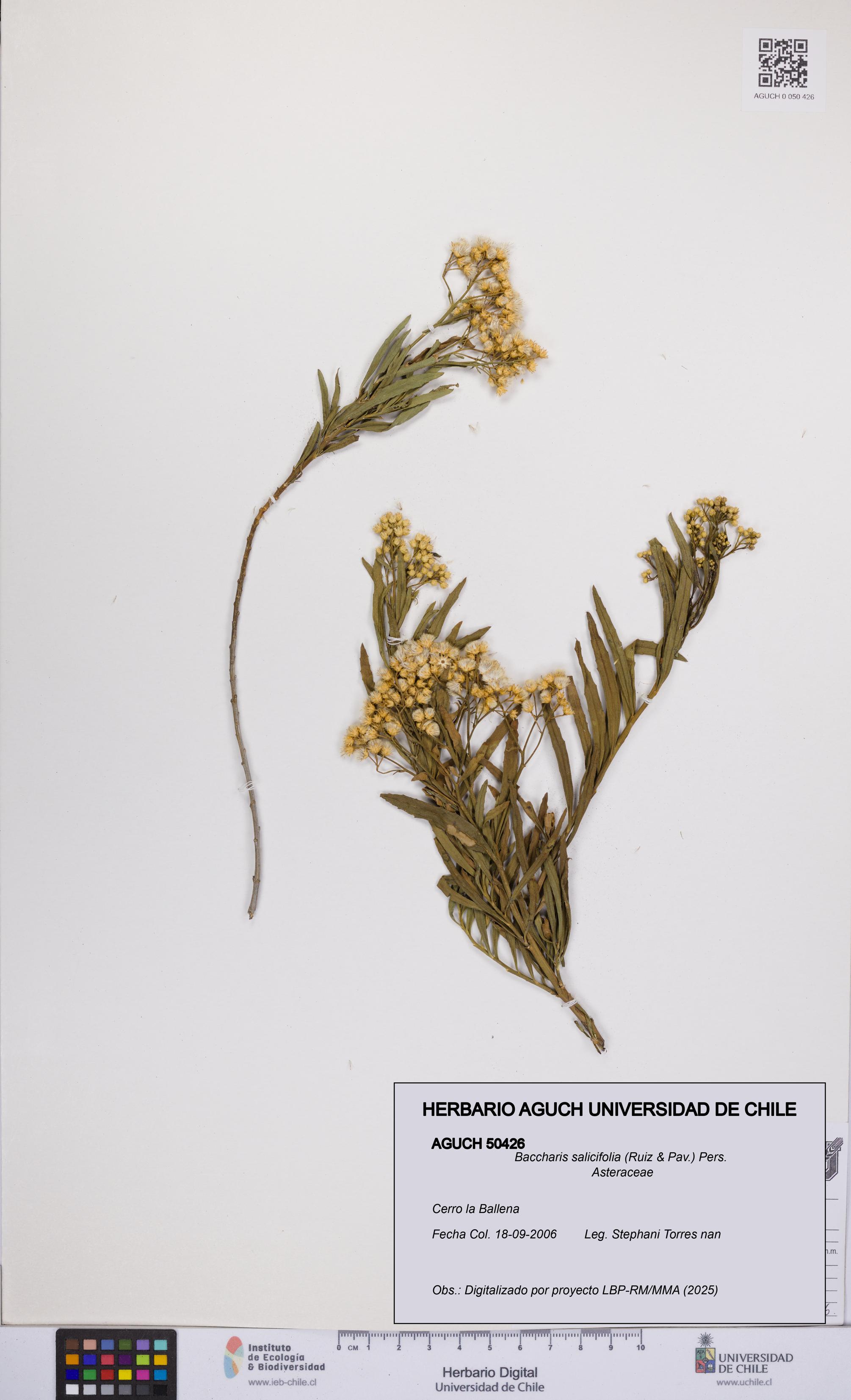 Baccharis salicifolia [Espécimen: UCH:AGUCH:0050426]