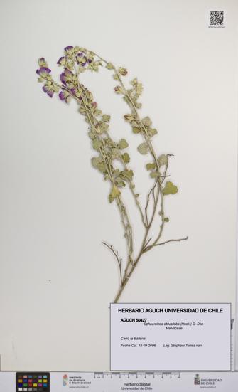 Sphaeralcea obtusiloba [Espécimen: UCH:AGUCH:0050427]