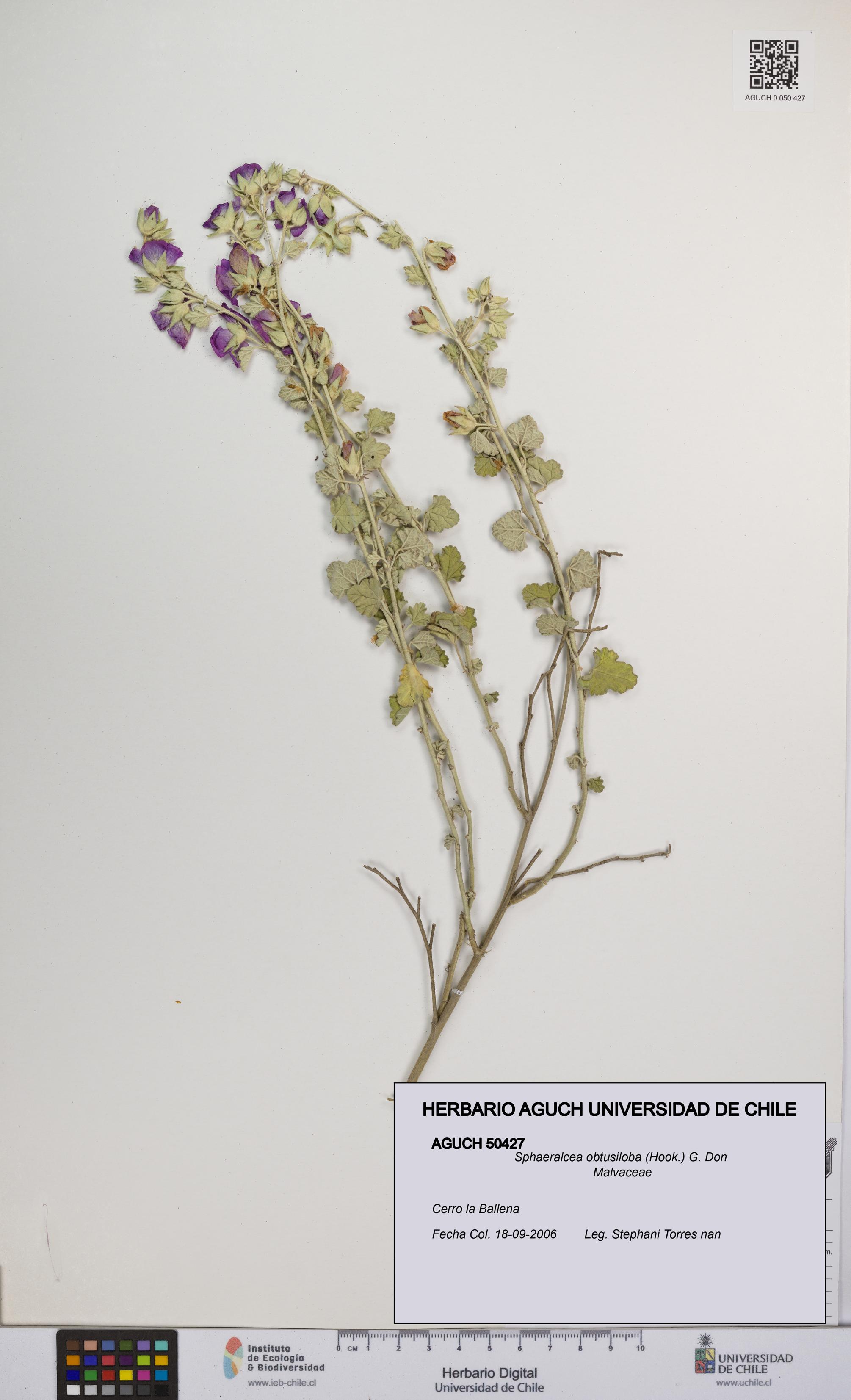 Sphaeralcea obtusiloba [Espécimen: UCH:AGUCH:0050427]