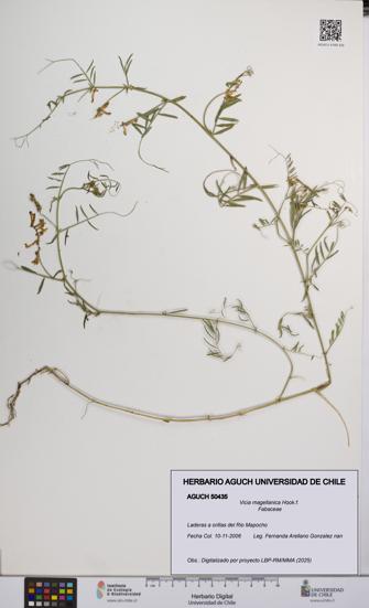 Vicia magellanica [Espécimen: UCH:AGUCH:0050435]