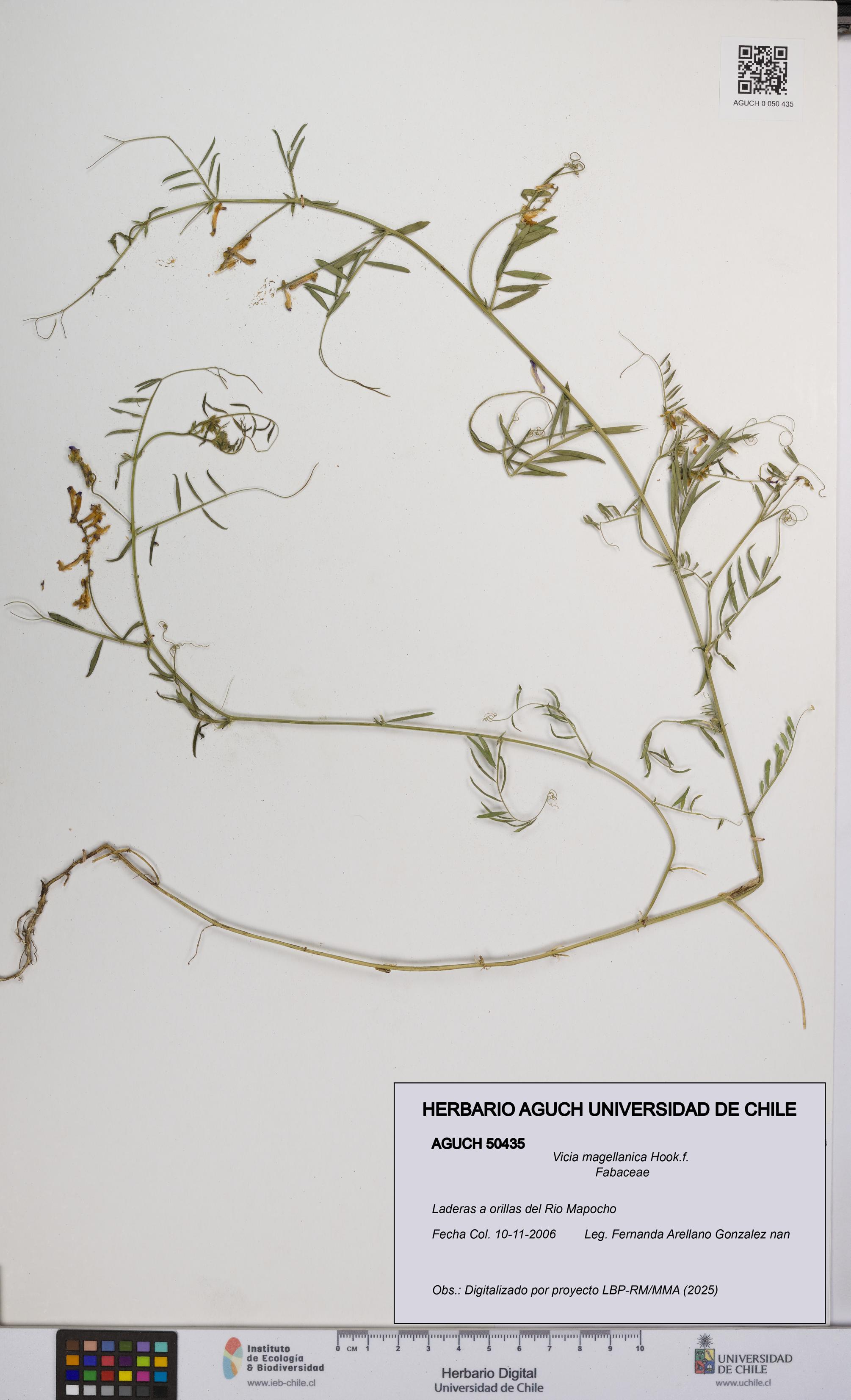 Vicia magellanica [Espécimen: UCH:AGUCH:0050435]