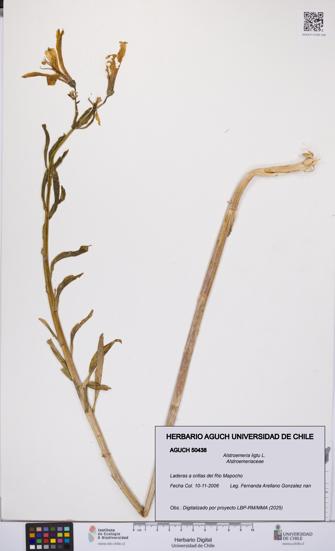Alstroemeria ligtu [Espécimen: UCH:AGUCH:0050438]