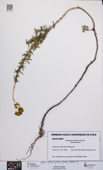 Calceolaria thyrsiflora [Espécimen: UCH:AGUCH:0050447]