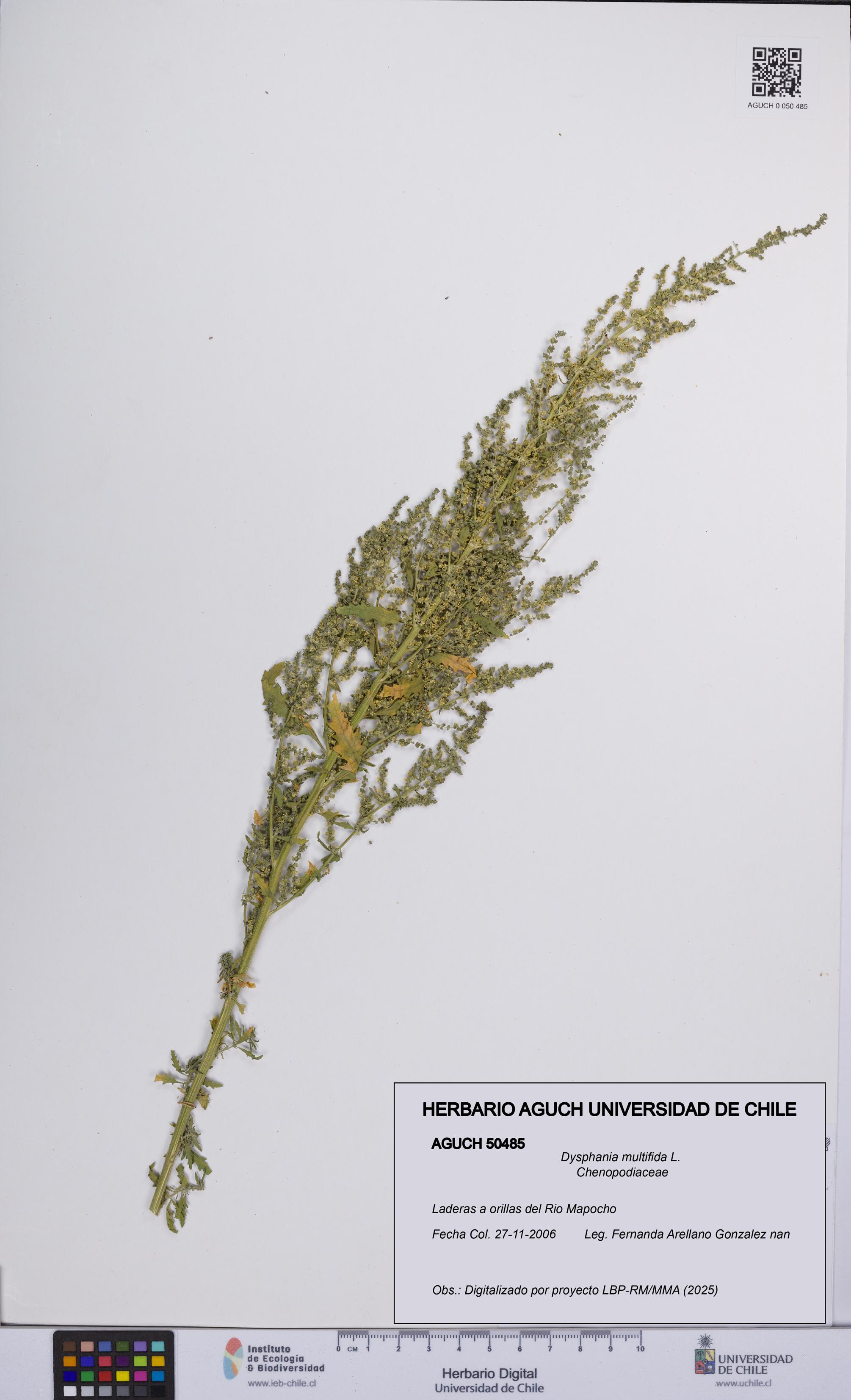 Dysphania multifida [Espécimen: UCH:AGUCH:0050485]