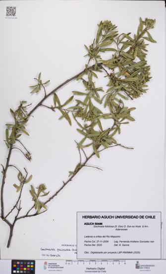 Gochnatia foliolosa [Espécimen: UCH:AGUCH:0050486]