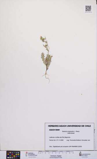 Senecio eriophyton [Espécimen: UCH:AGUCH:0050491]
