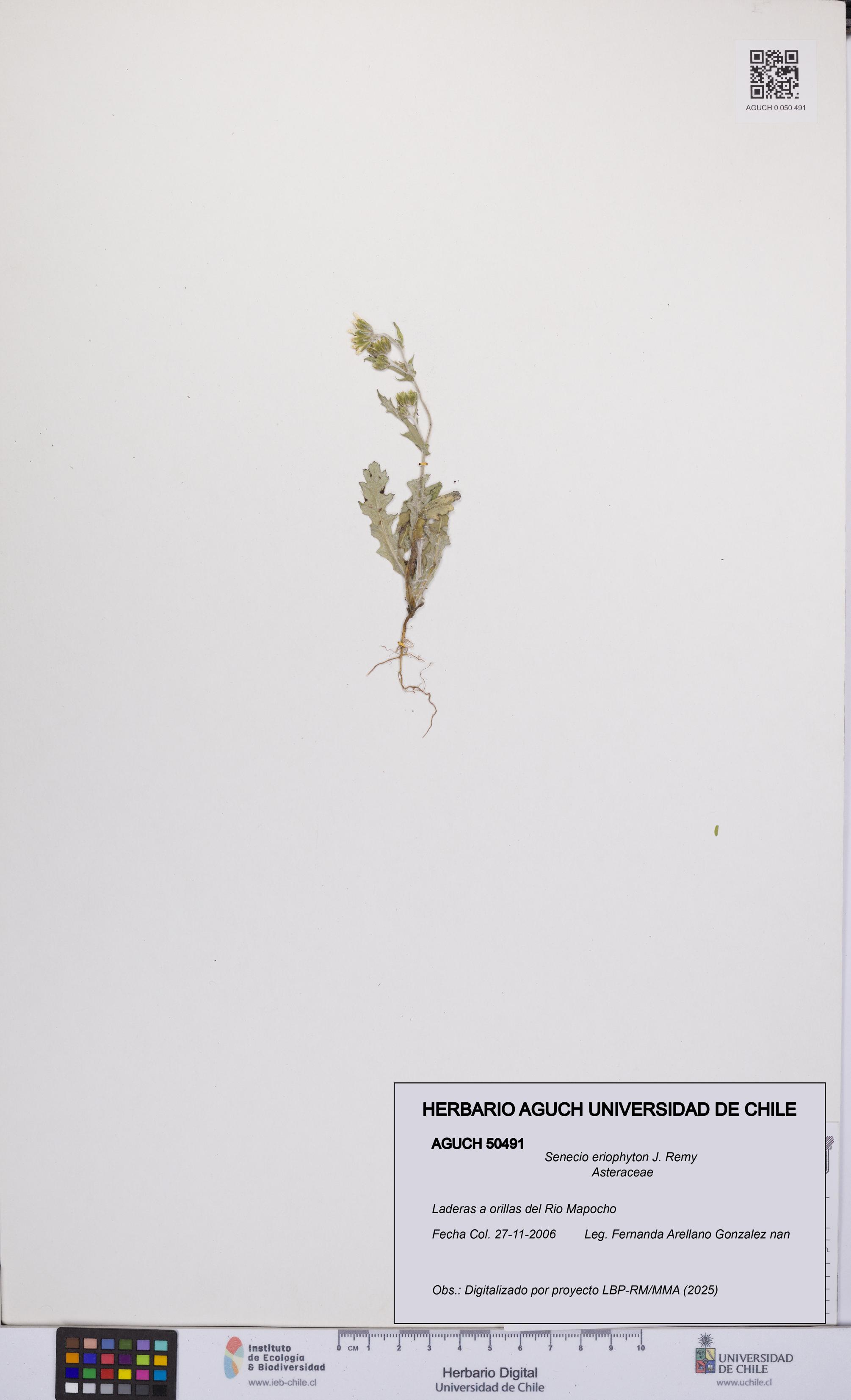 Senecio eriophyton [Espécimen: UCH:AGUCH:0050491]