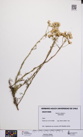 Senecio vulgaris [Espécimen: UCH:AGUCH:0050494]