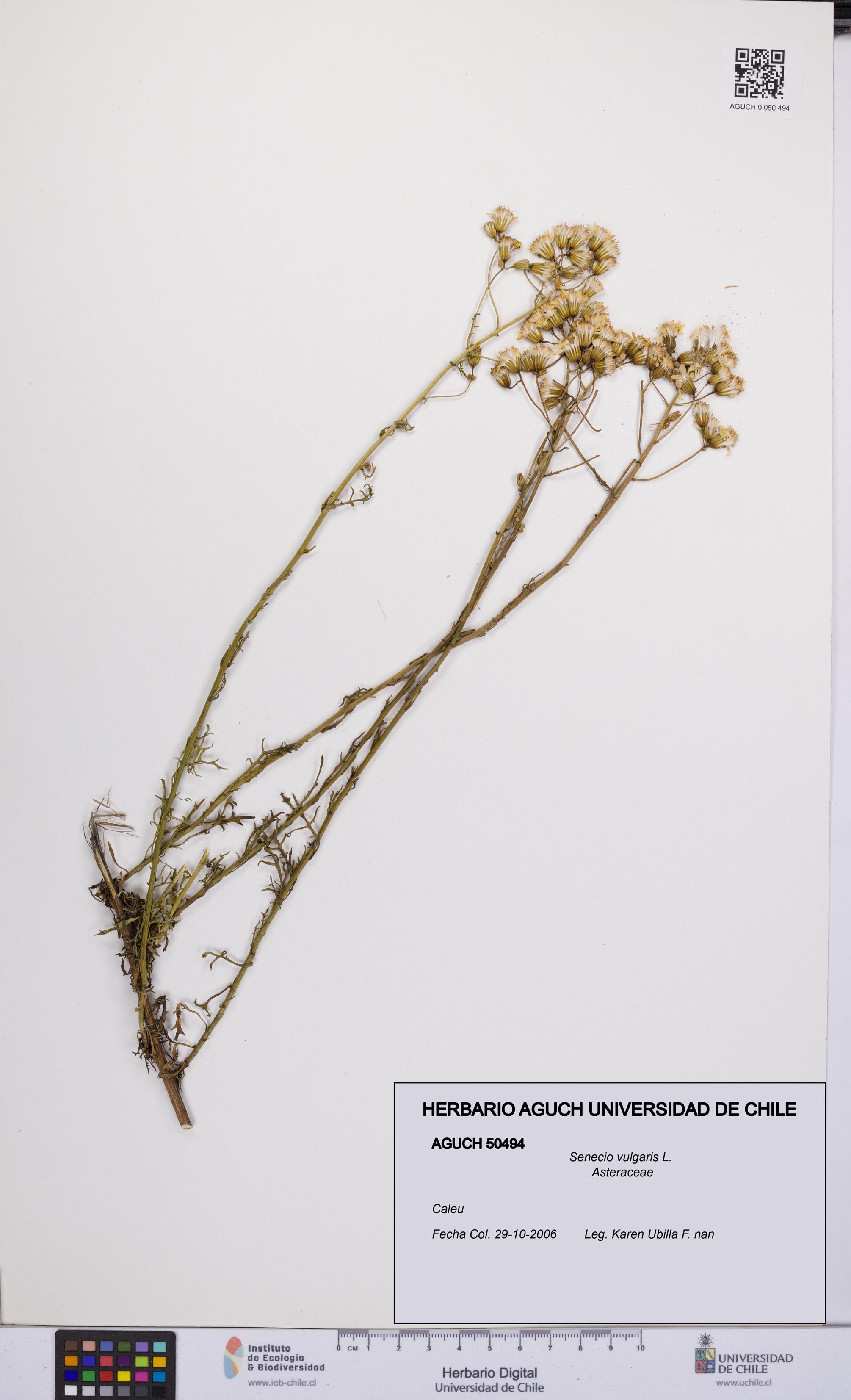 Senecio vulgaris [Espécimen: UCH:AGUCH:0050494]