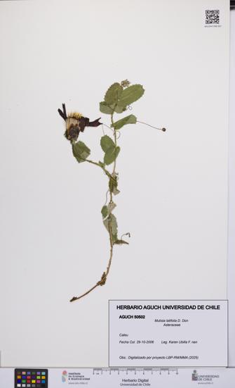 Mutisia latifolia [Espécimen: UCH:AGUCH:0050502]