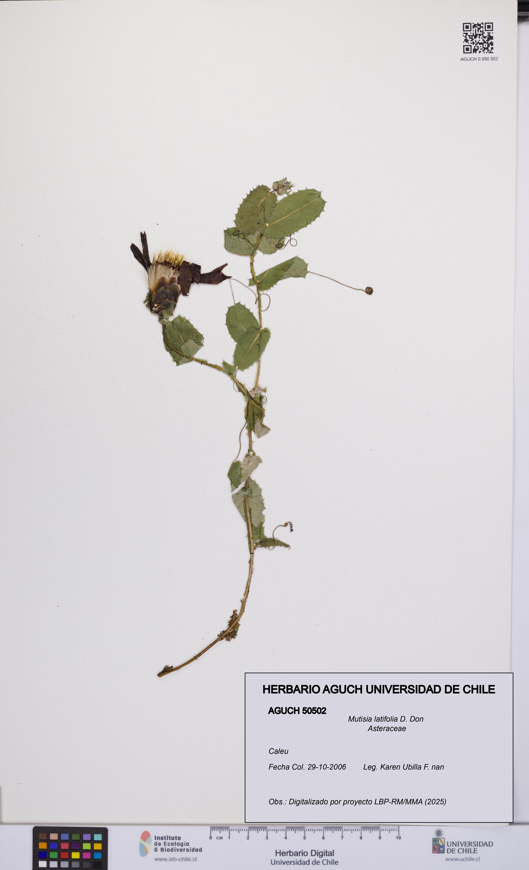 Mutisia latifolia [Espécimen: UCH:AGUCH:0050502]