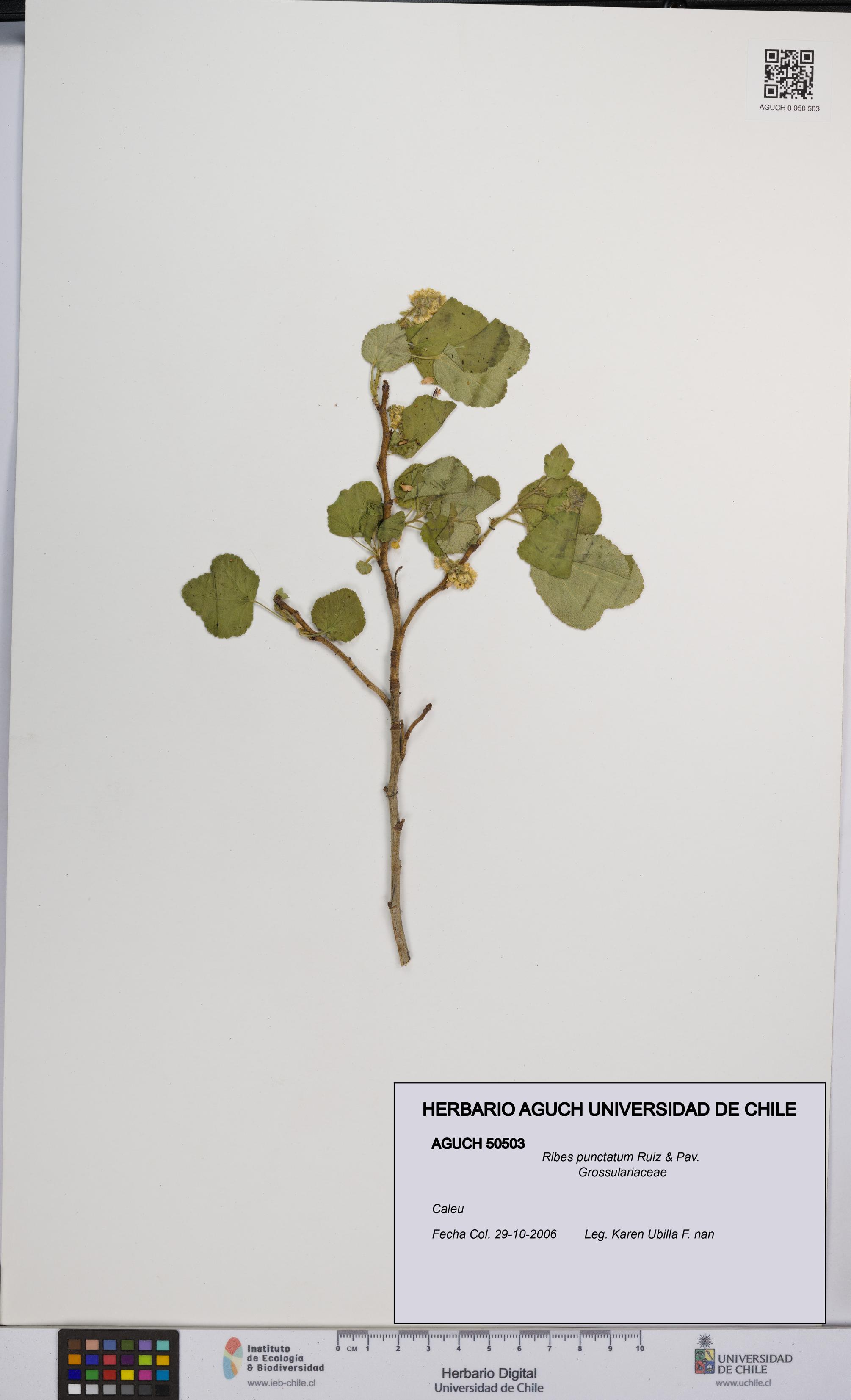 Ribes punctatum [Espécimen: UCH:AGUCH:0050503]