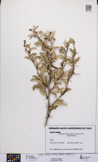 Berberis chilensis [Espécimen: UCH:AGUCH:0050525]