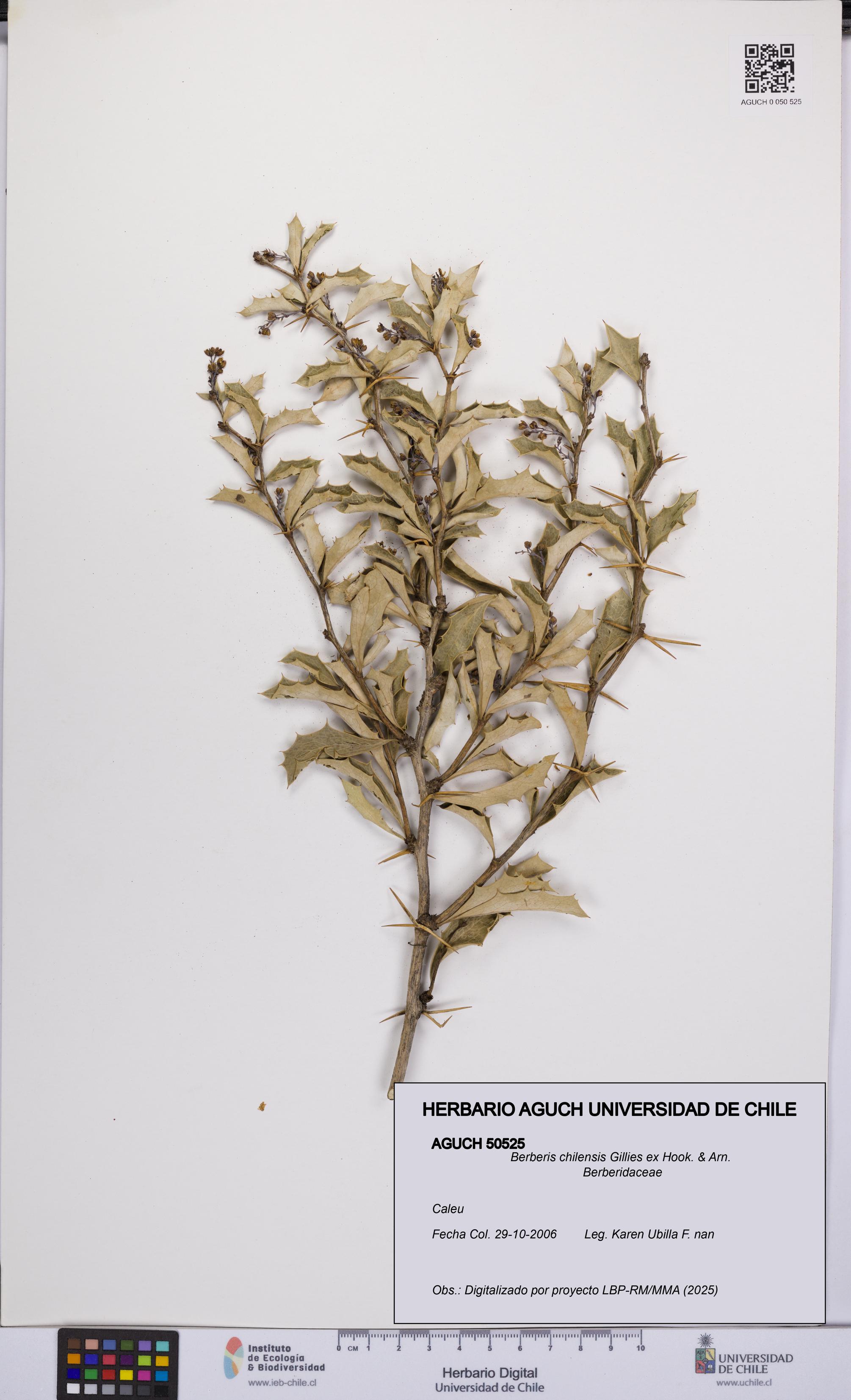 Berberis chilensis [Espécimen: UCH:AGUCH:0050525]
