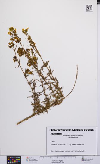 Calceolaria thyrsiflora [Espécimen: UCH:AGUCH:0050529]