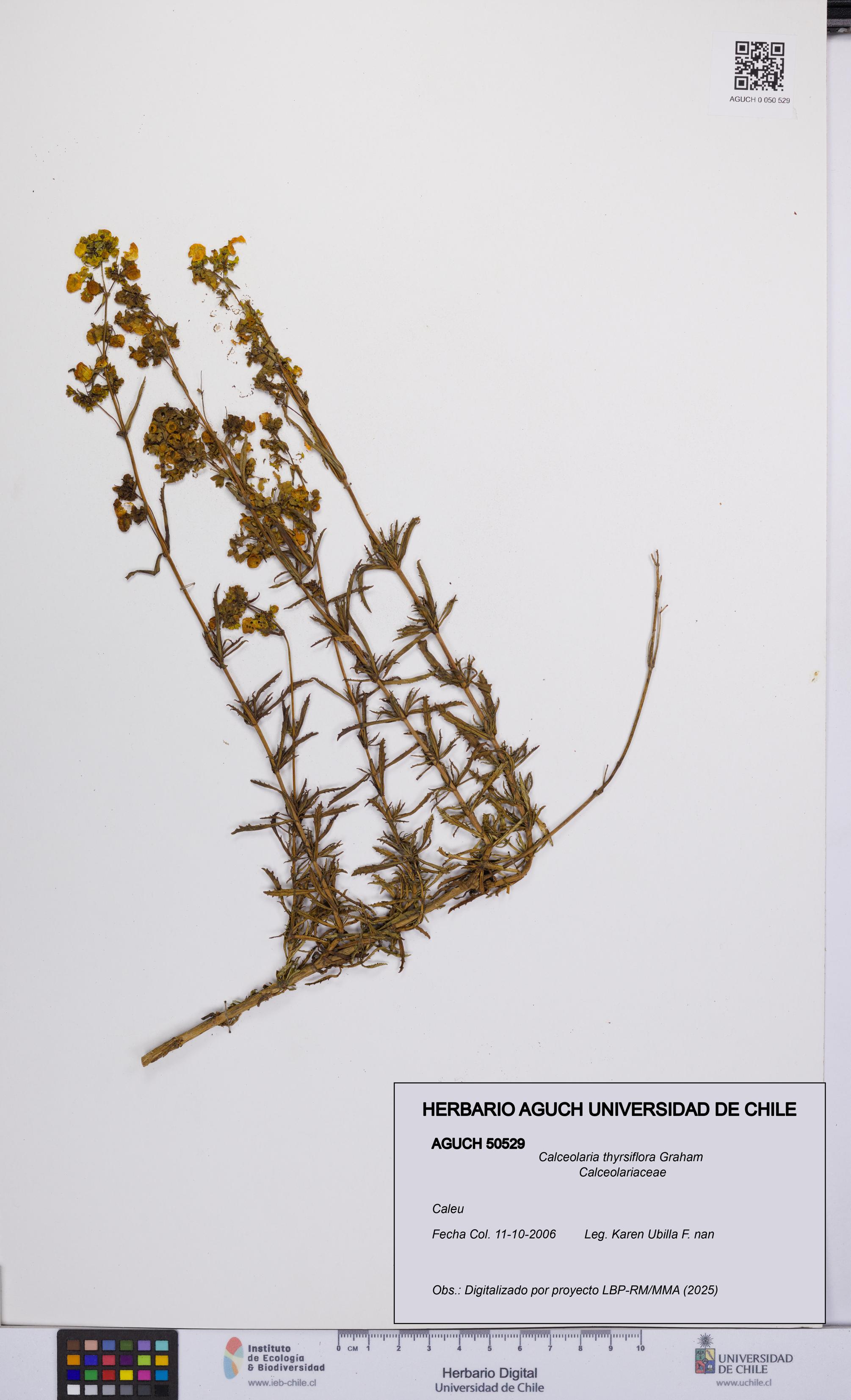 Calceolaria thyrsiflora [Espécimen: UCH:AGUCH:0050529]