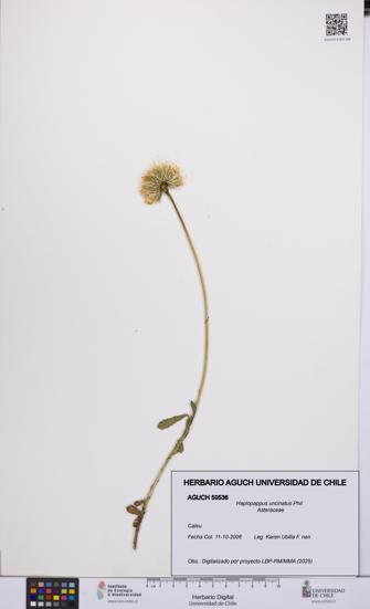 Haplopappus uncinatus [Espécimen: UCH:AGUCH:0050536]