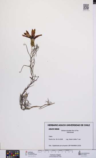 Mutisia subulata [Espécimen: UCH:AGUCH:0050545]
