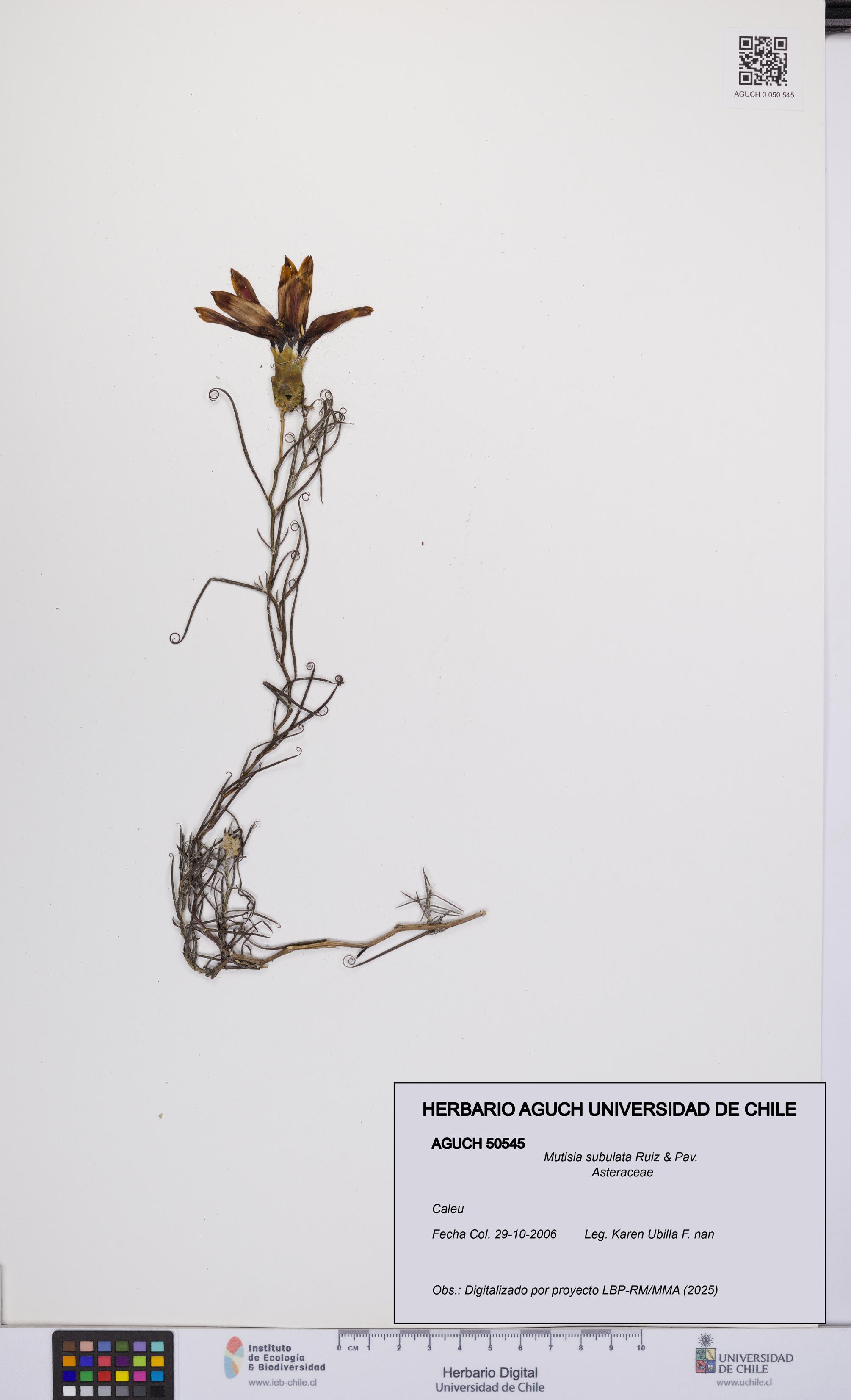 Mutisia subulata [Espécimen: UCH:AGUCH:0050545]