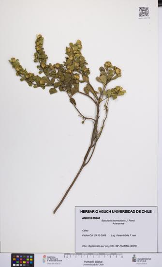 Baccharis rhomboidalis [Espécimen: UCH:AGUCH:0050548]