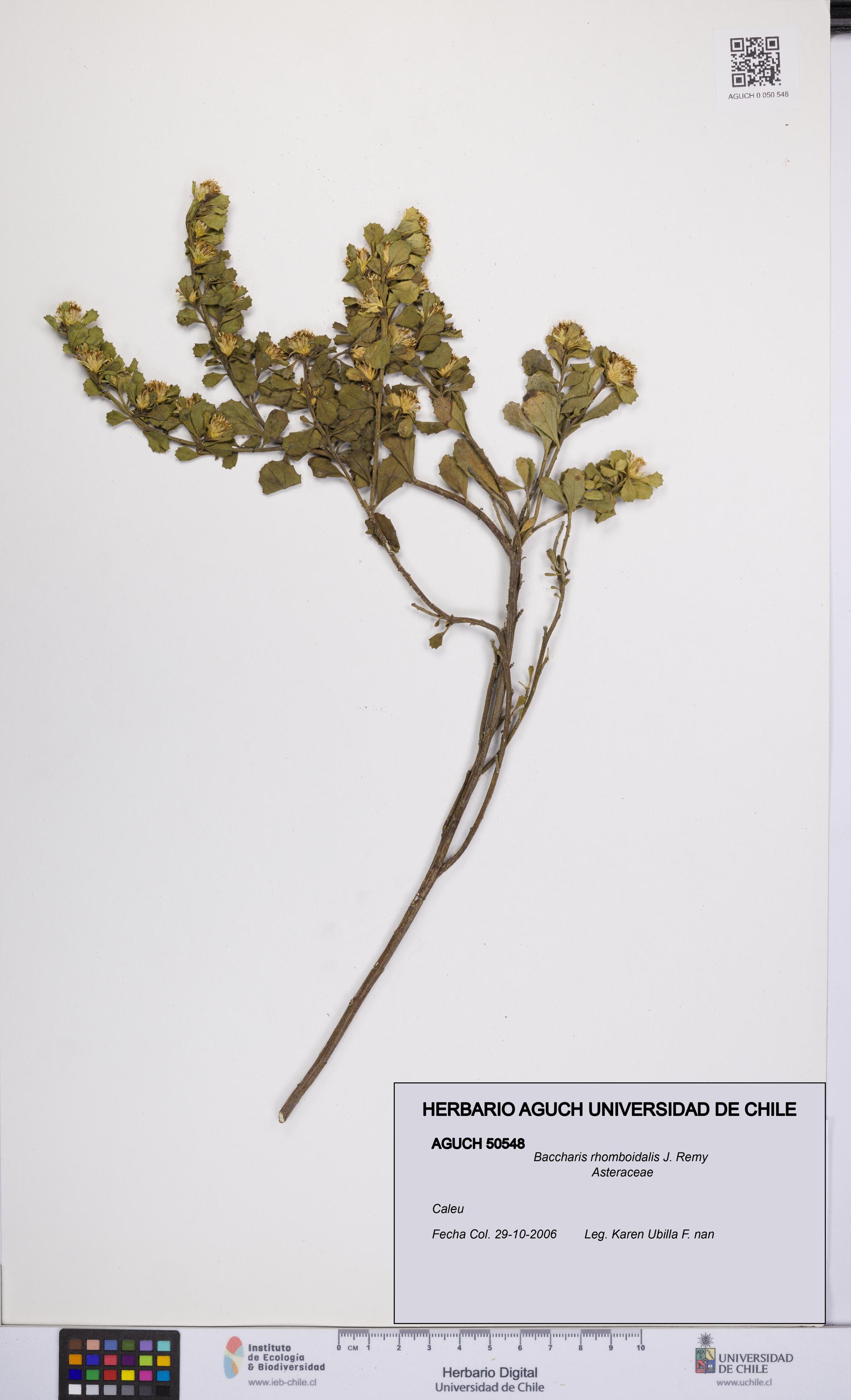 Baccharis rhomboidalis [Espécimen: UCH:AGUCH:0050548]