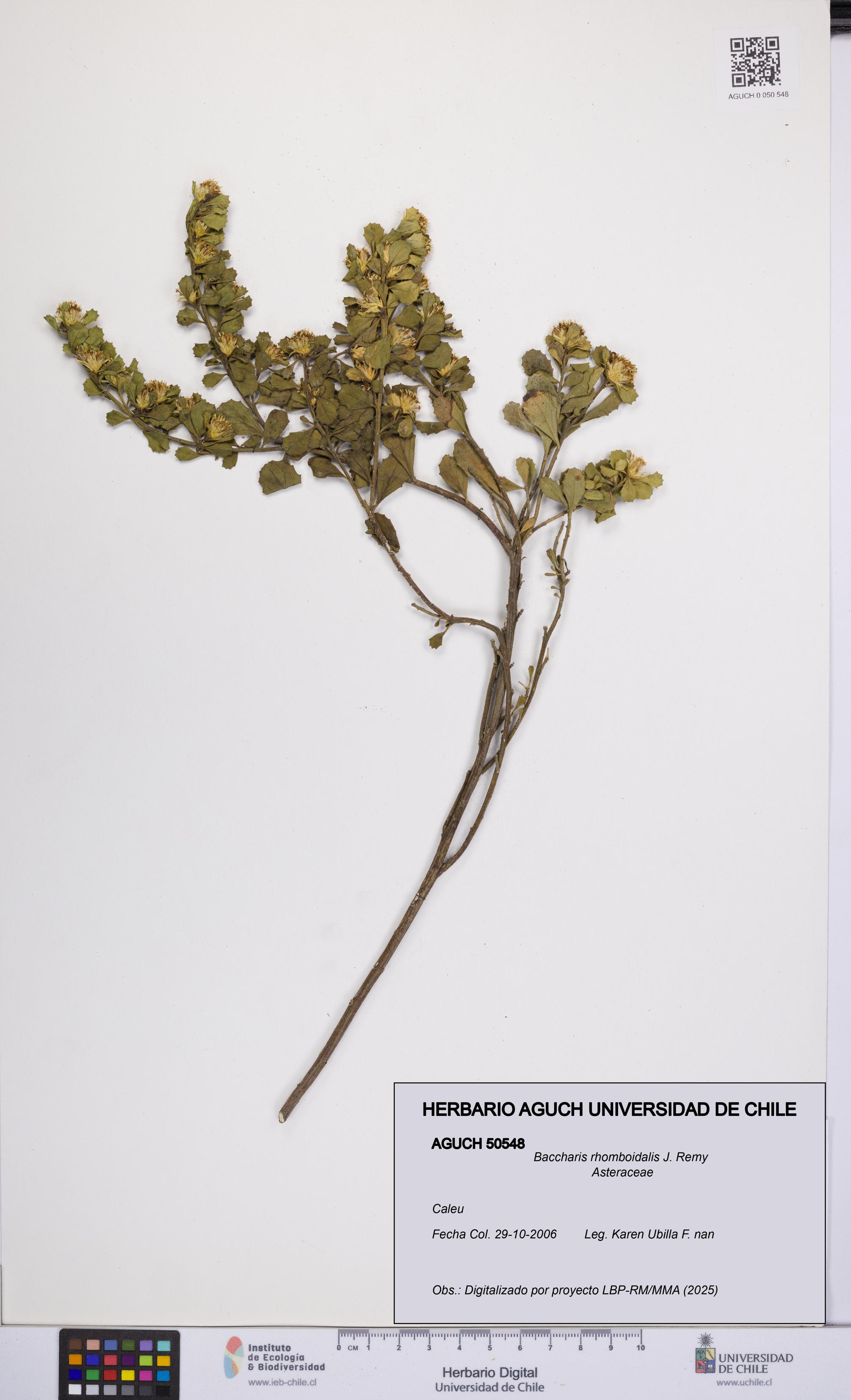Baccharis rhomboidalis [Espécimen: UCH:AGUCH:0050548]