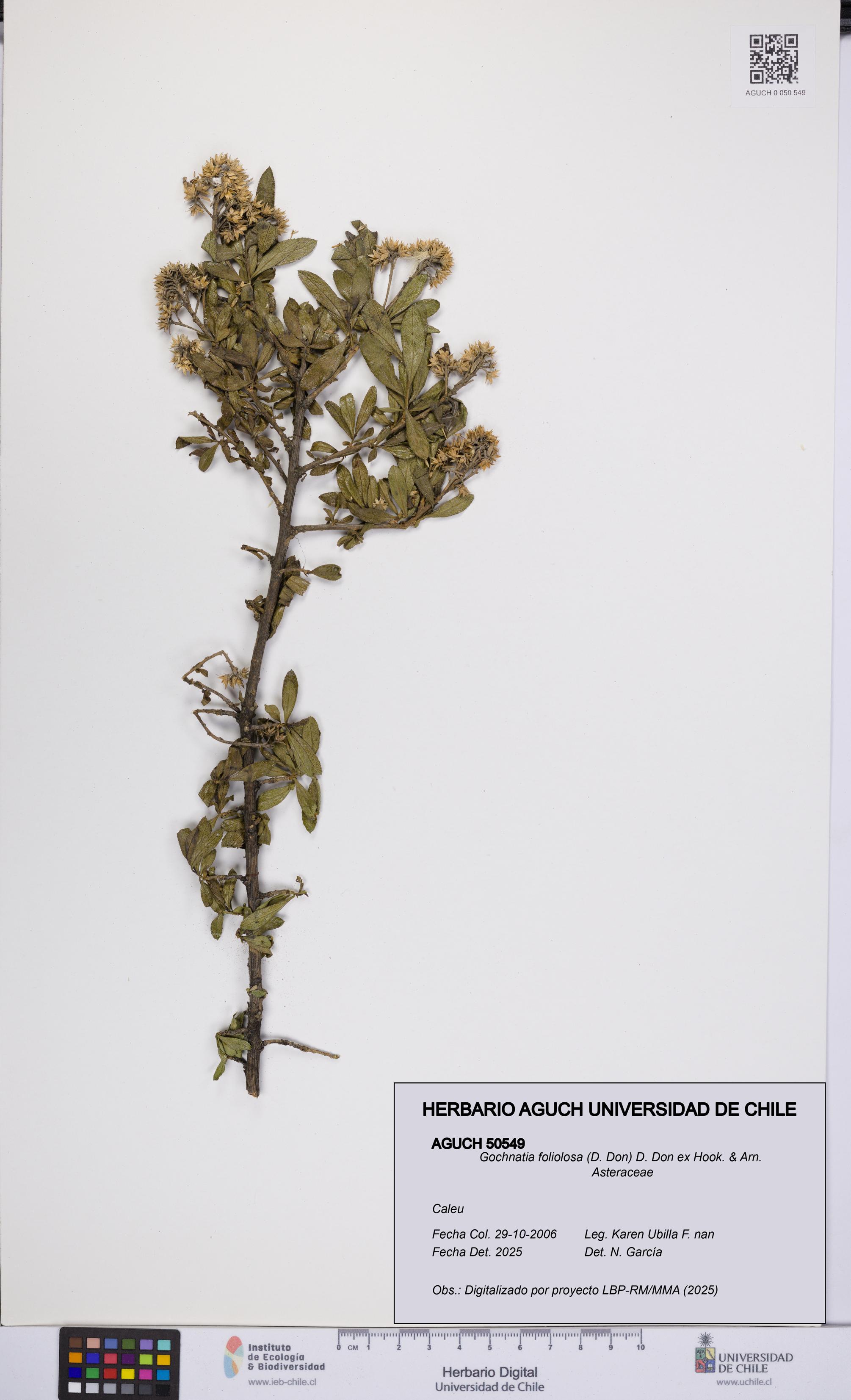 Gochnatia foliolosa [Espécimen: UCH:AGUCH:0050549]