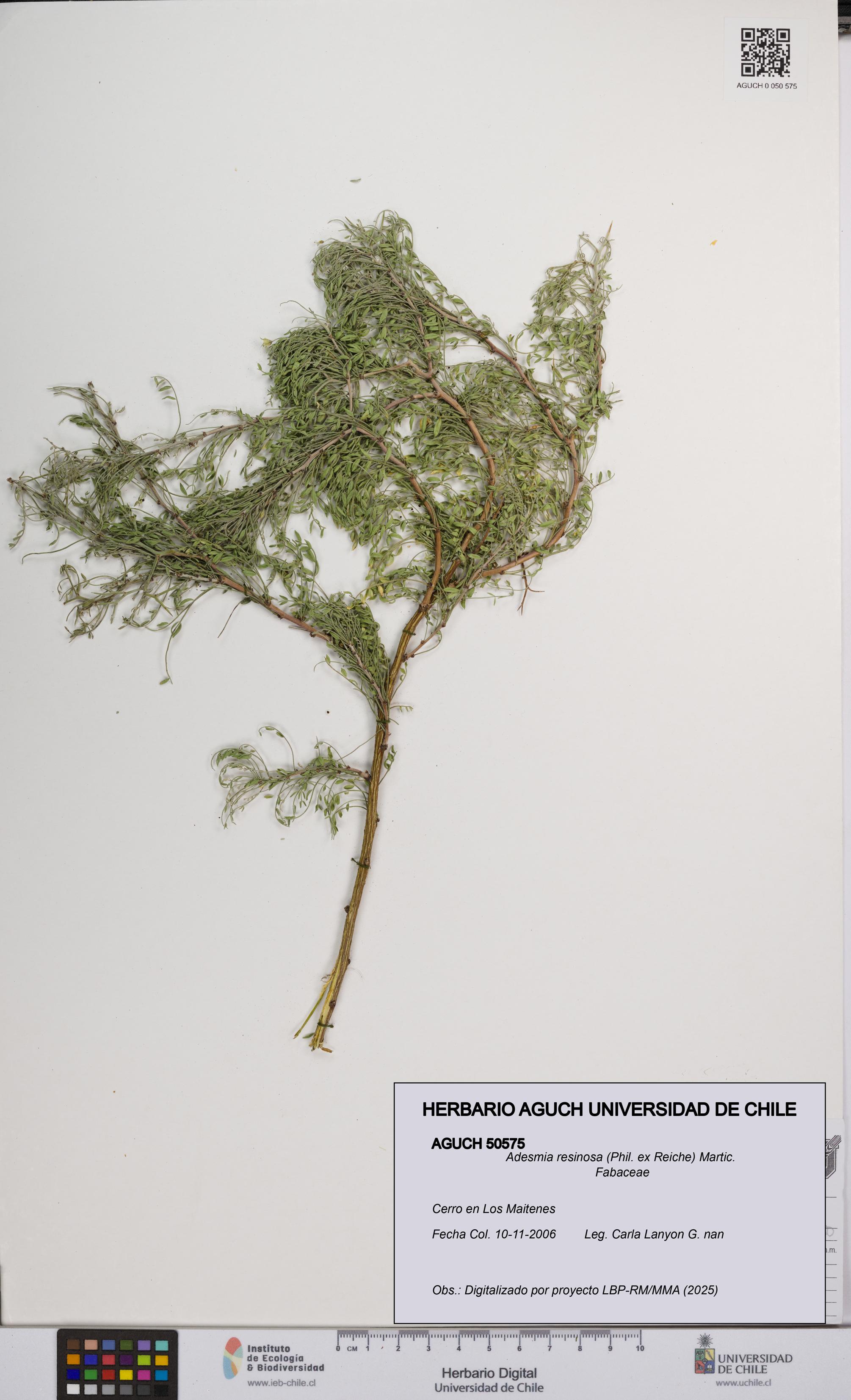 Adesmia resinosa [Espécimen: UCH:AGUCH:0050575]