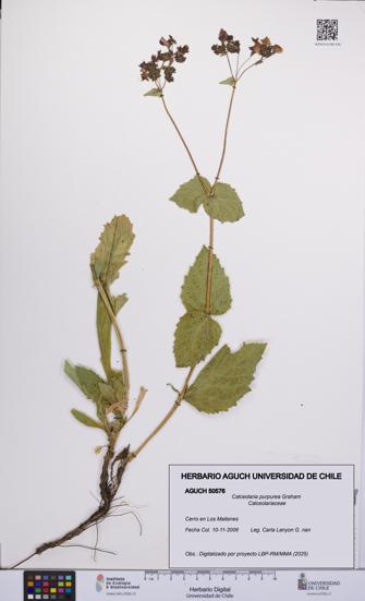 Calceolaria purpurea [Espécimen: UCH:AGUCH:0050576]