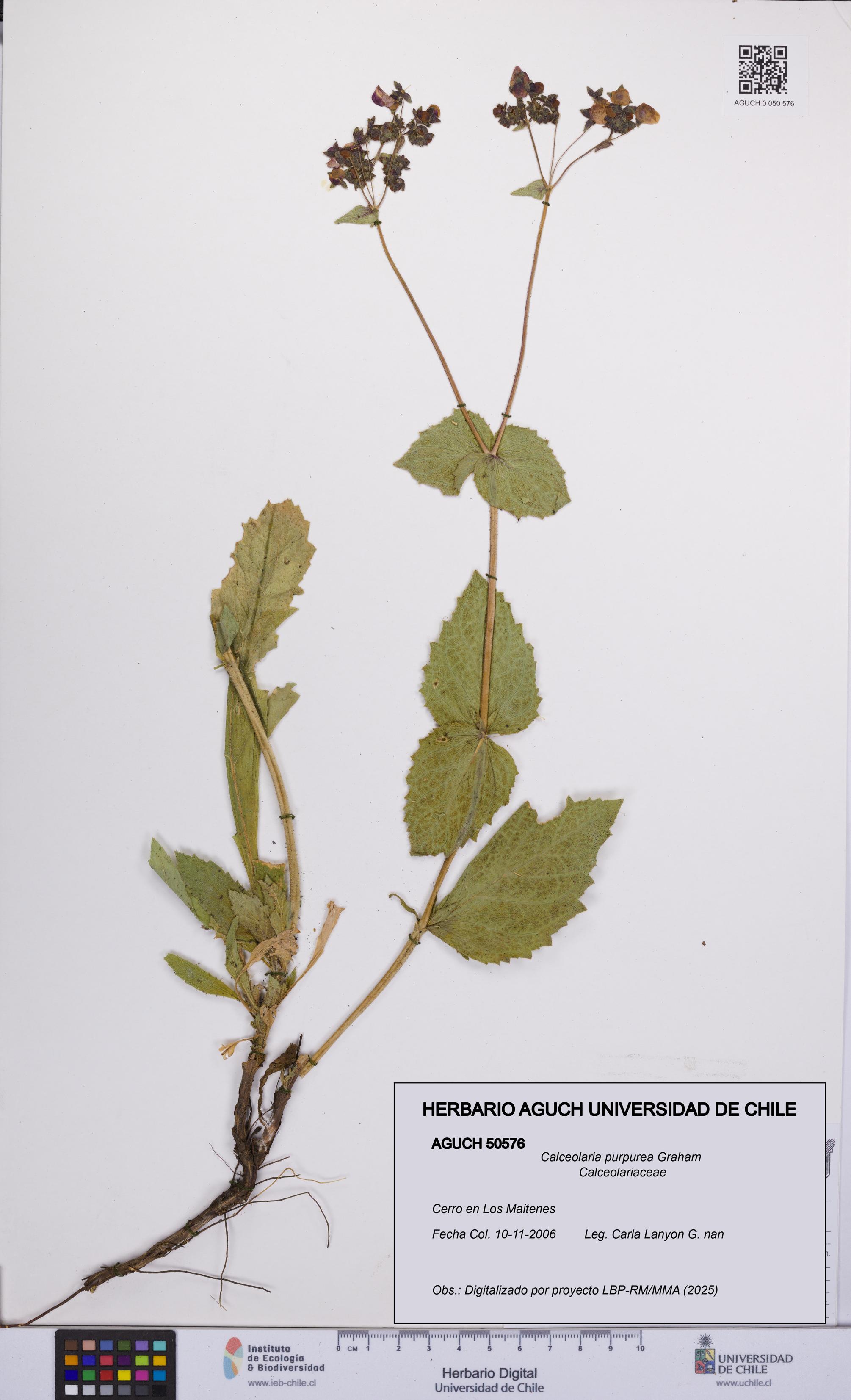 Calceolaria purpurea [Espécimen: UCH:AGUCH:0050576]