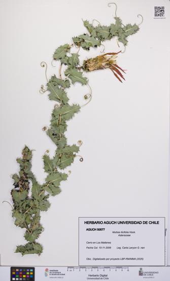 Mutisia ilicifolia [Espécimen: UCH:AGUCH:0050577]