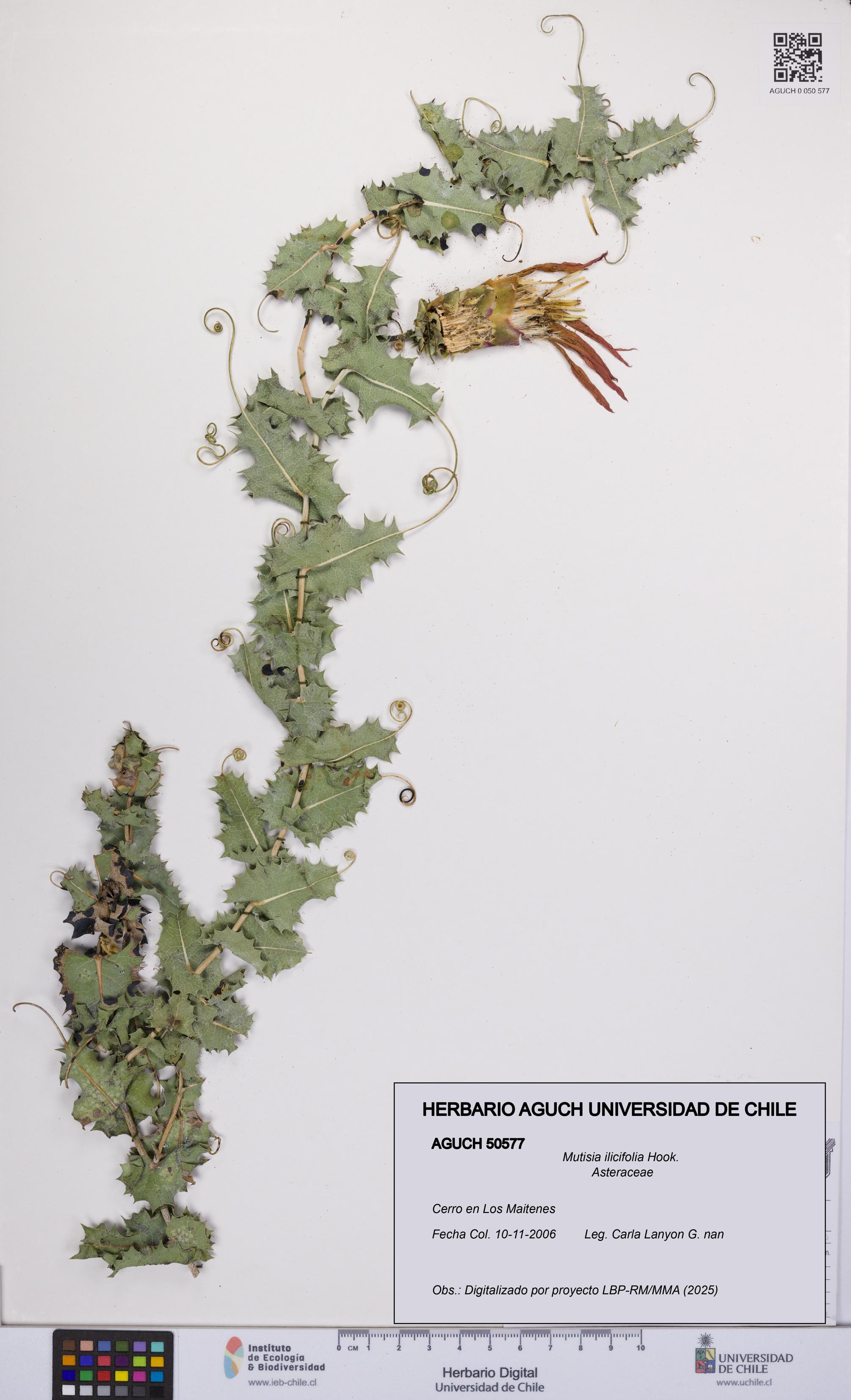 Mutisia ilicifolia [Espécimen: UCH:AGUCH:0050577]