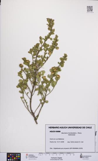 Baccharis rhomboidalis [Espécimen: UCH:AGUCH:0050580]
