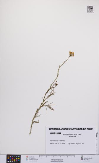 Senecio farinifer [Espécimen: UCH:AGUCH:0050582]