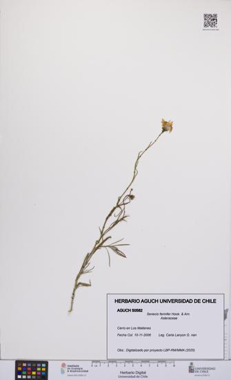 Senecio farinifer [Espécimen: UCH:AGUCH:0050582]