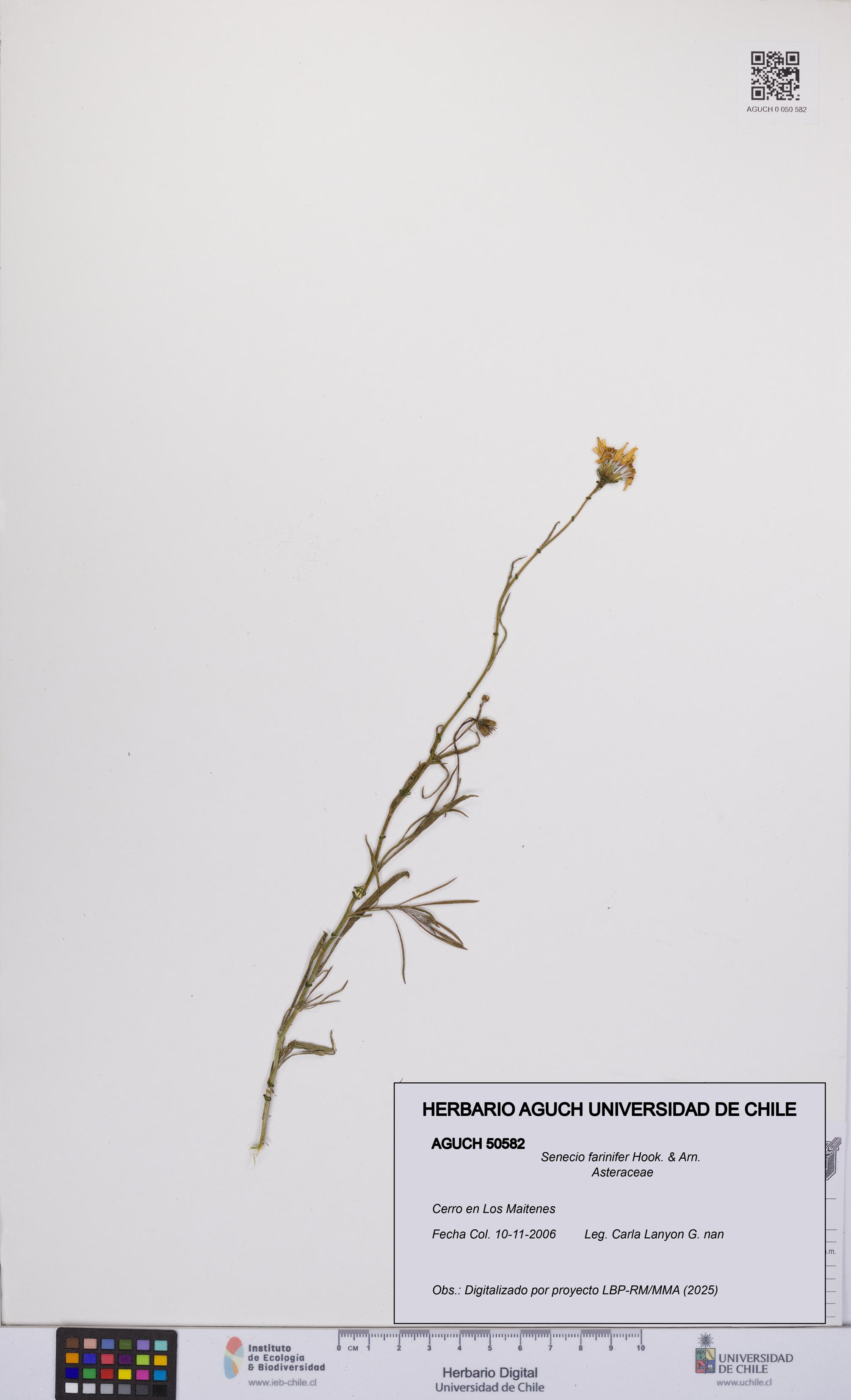 Senecio farinifer [Espécimen: UCH:AGUCH:0050582]