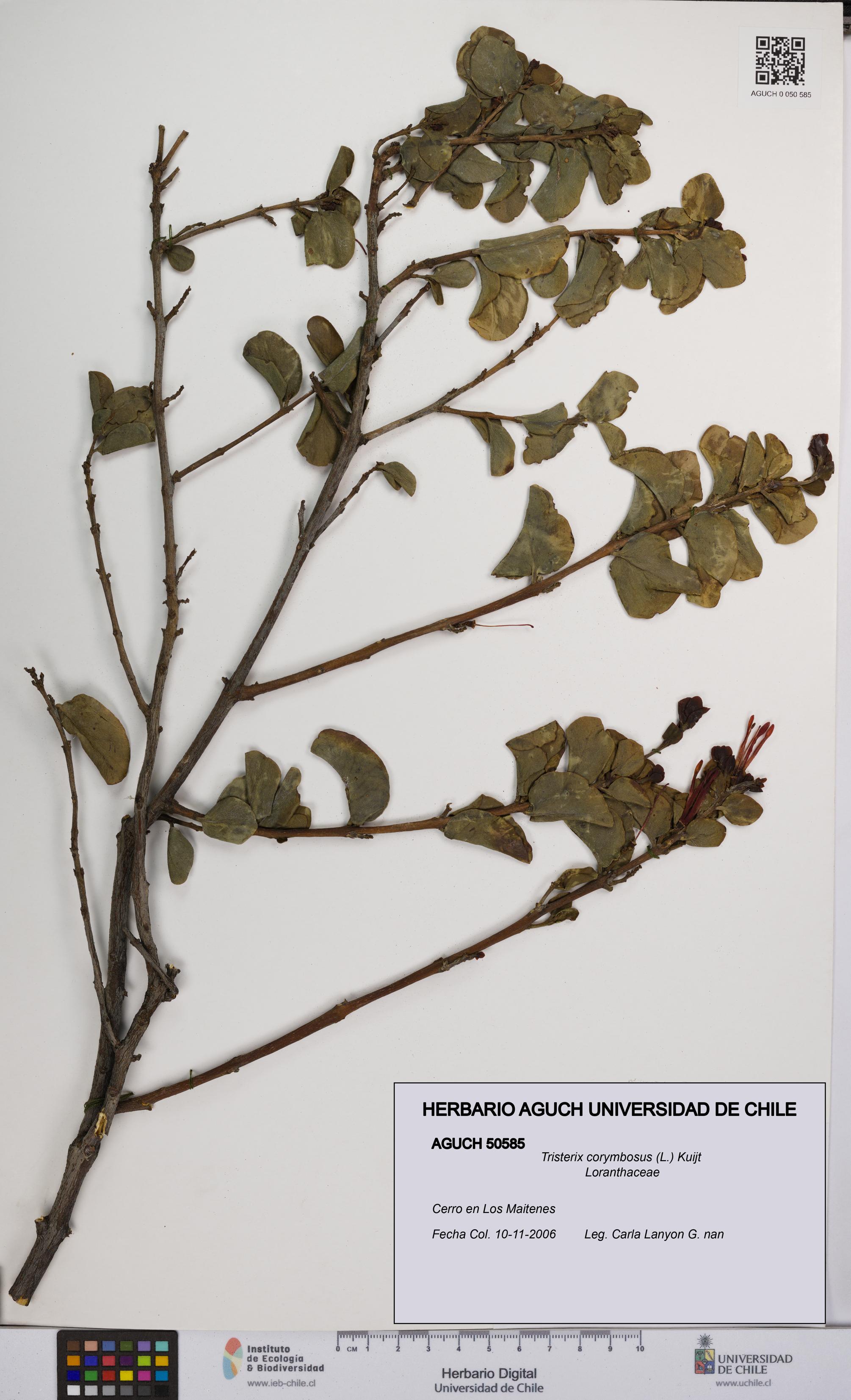 Tristerix corymbosus [Espécimen: UCH:AGUCH:0050585]
