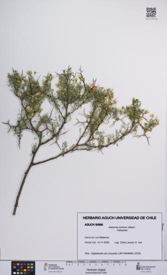 Adesmia confusa [Espécimen: UCH:AGUCH:0050590]