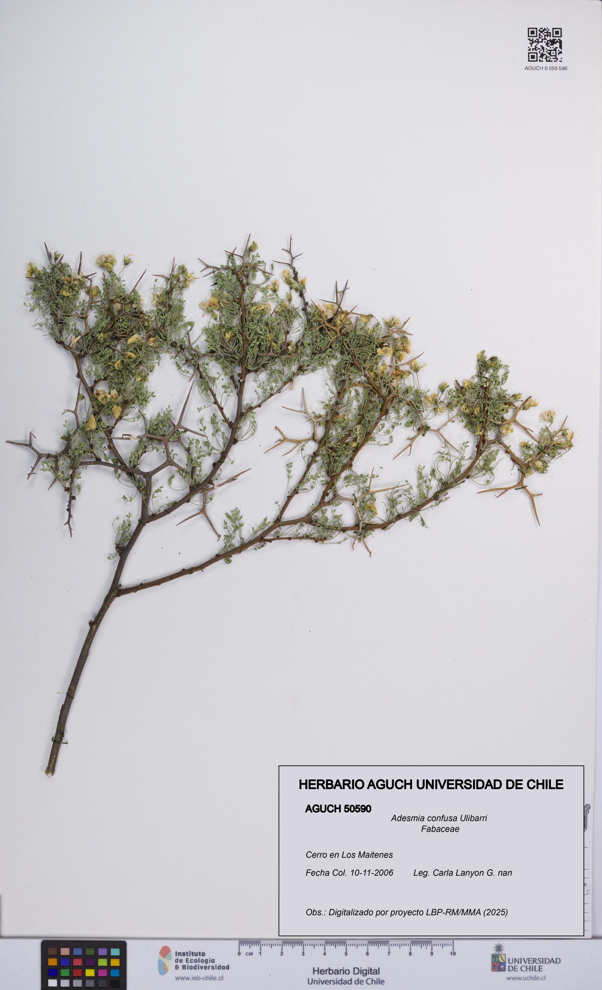 Adesmia confusa [Espécimen: UCH:AGUCH:0050590]