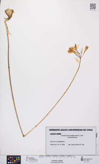 Leucocoryne ixioides [Espécimen: UCH:AGUCH:0050598]