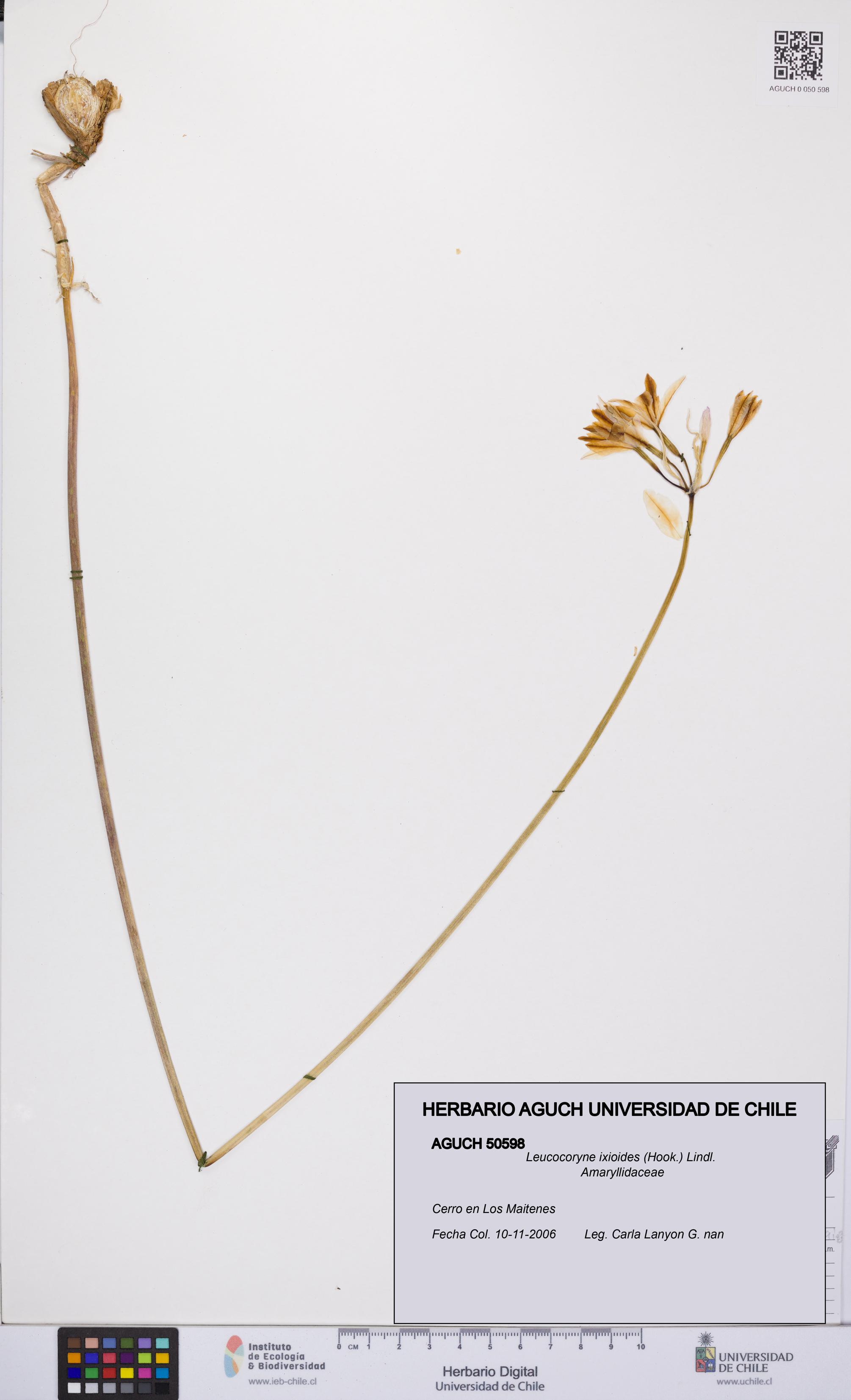 Leucocoryne ixioides [Espécimen: UCH:AGUCH:0050598]