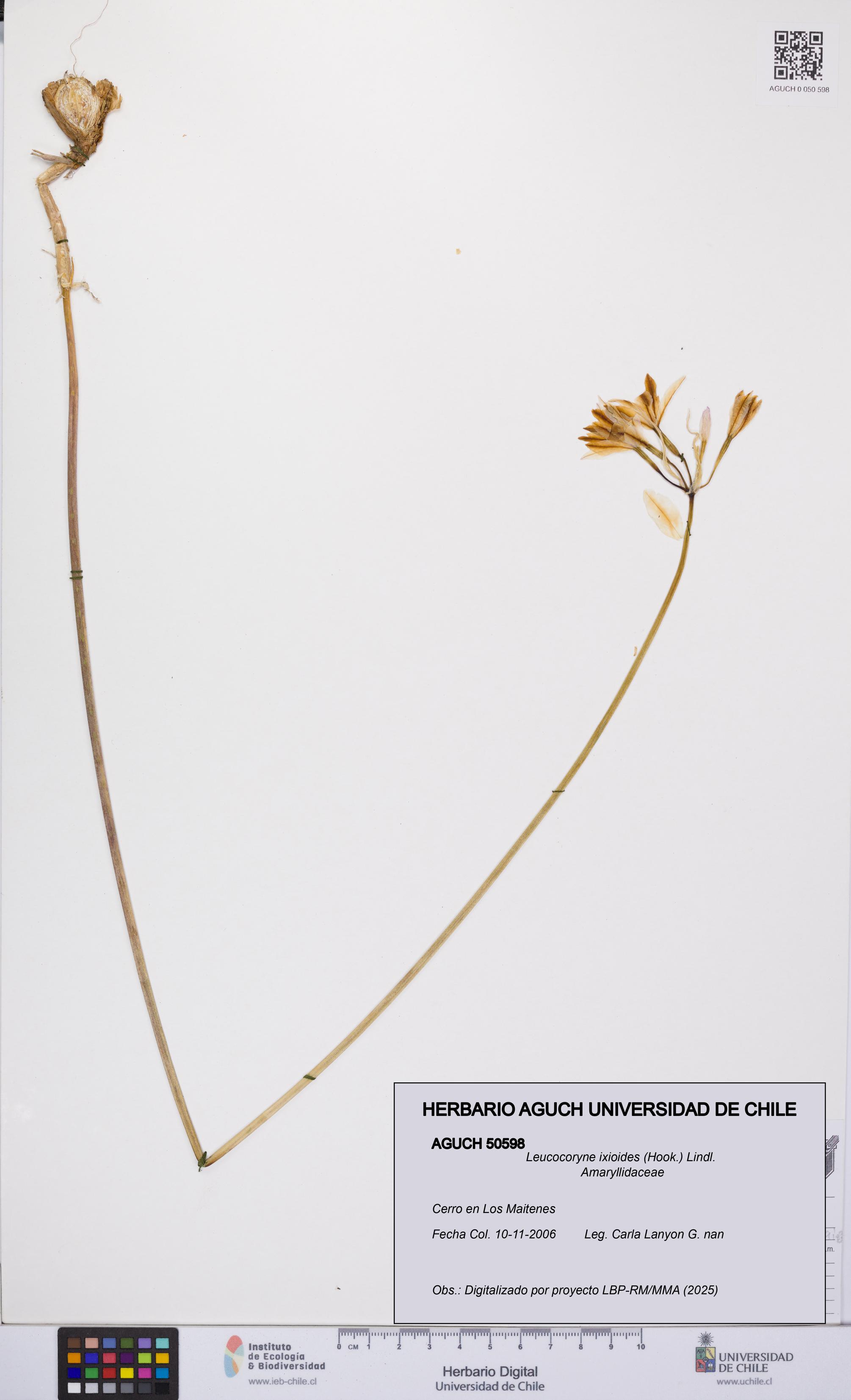 Leucocoryne ixioides [Espécimen: UCH:AGUCH:0050598]